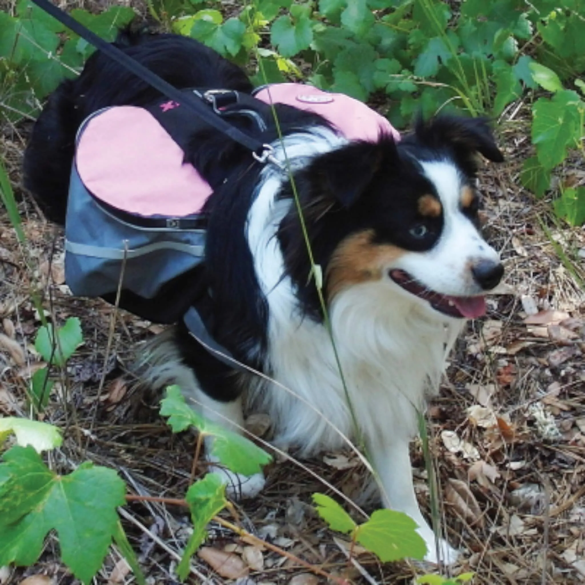Extreme Backpack for Dogs