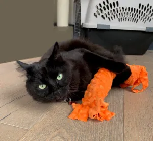 Happy Hours of Fun Catnip & Silvervine Kicker - Orange