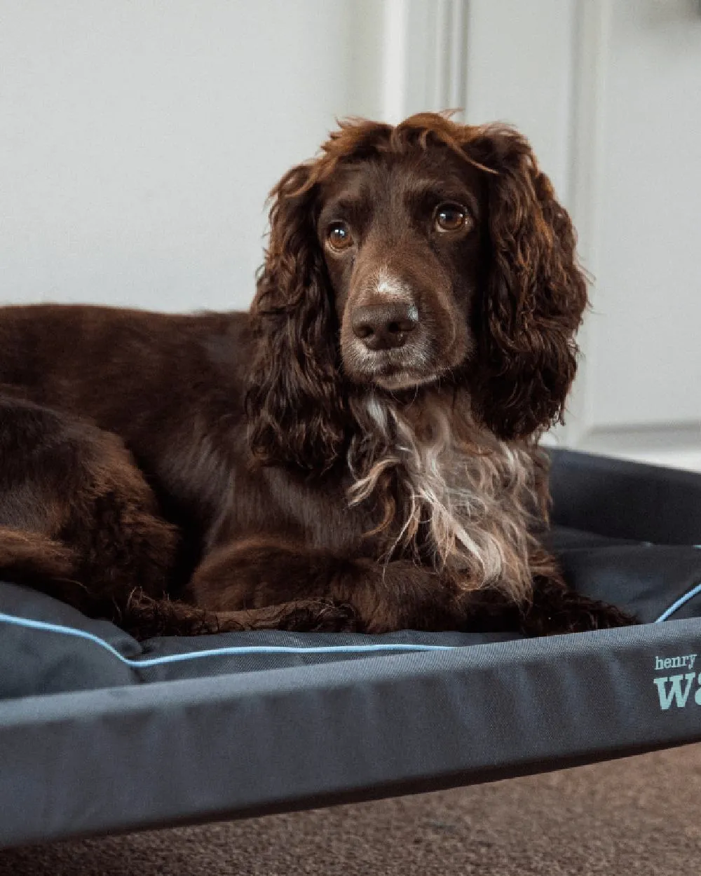 Henry Wag Elevated Dog Bed