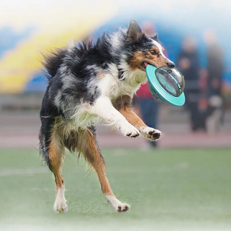 Interactive Dog Puzzle Toy