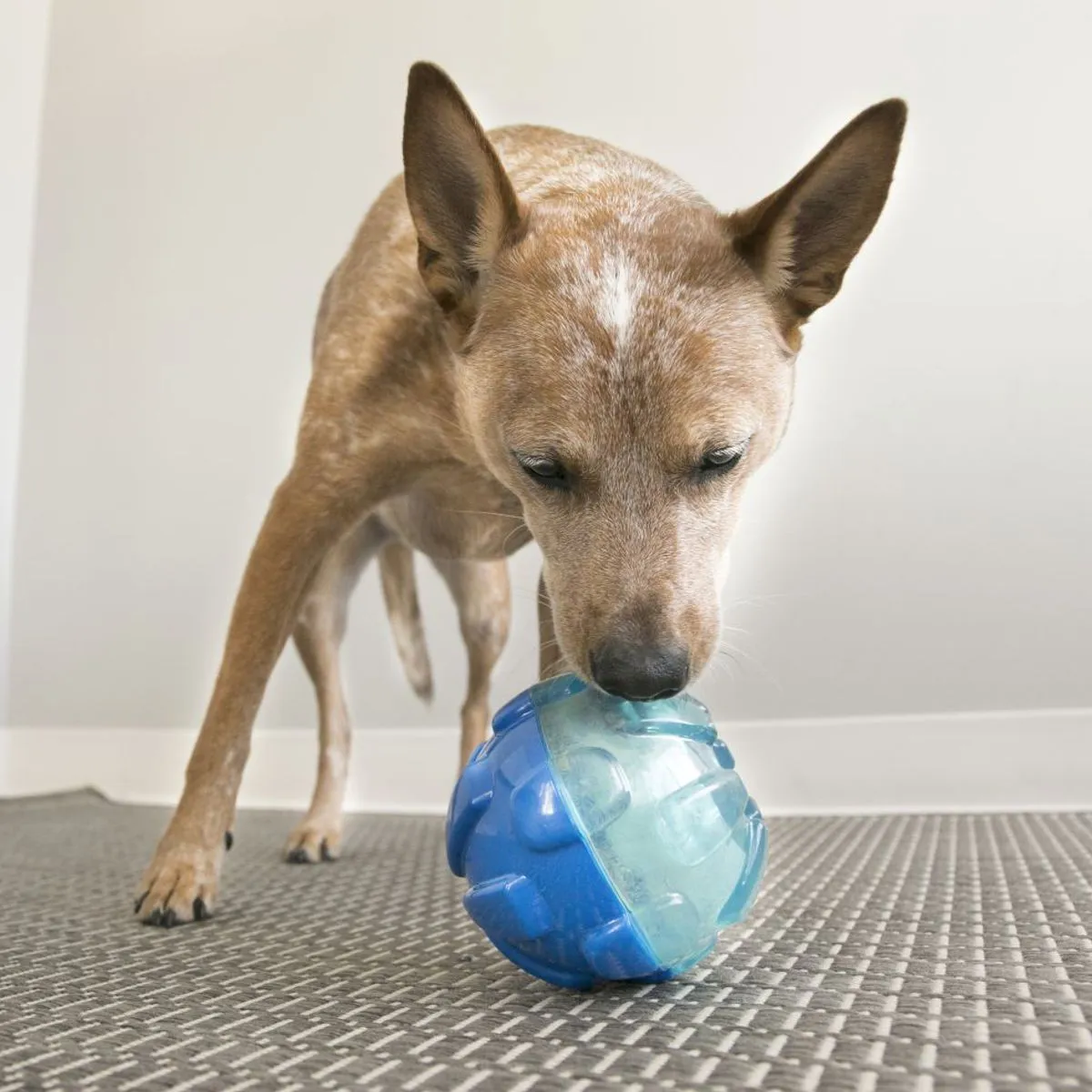 KONG® Rewards Ball Dog Toy