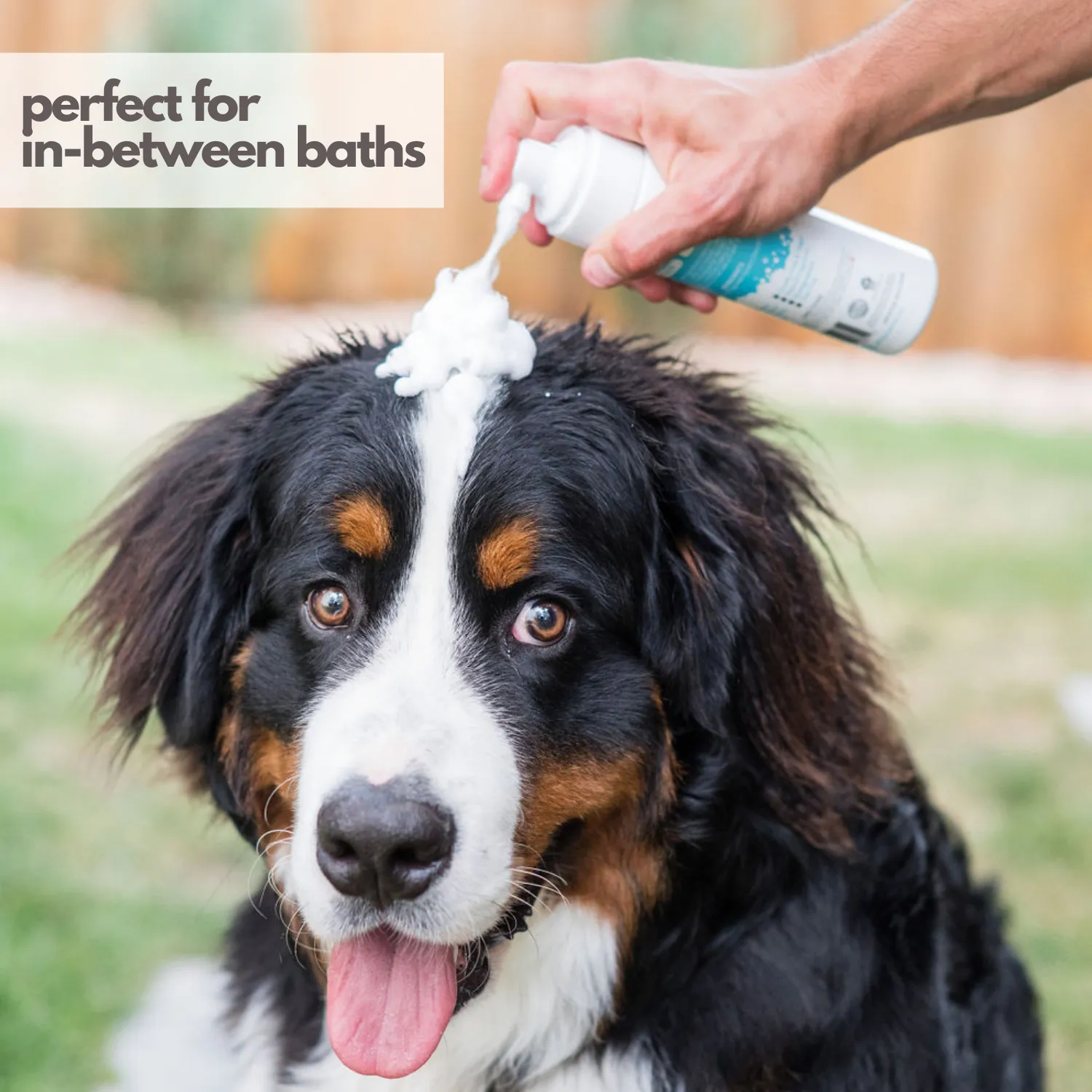 Mighty Mutt Waterless Foam Dog Shampoo - Anti-Itch, Deodorizing, Hypoallergenic - 8oz