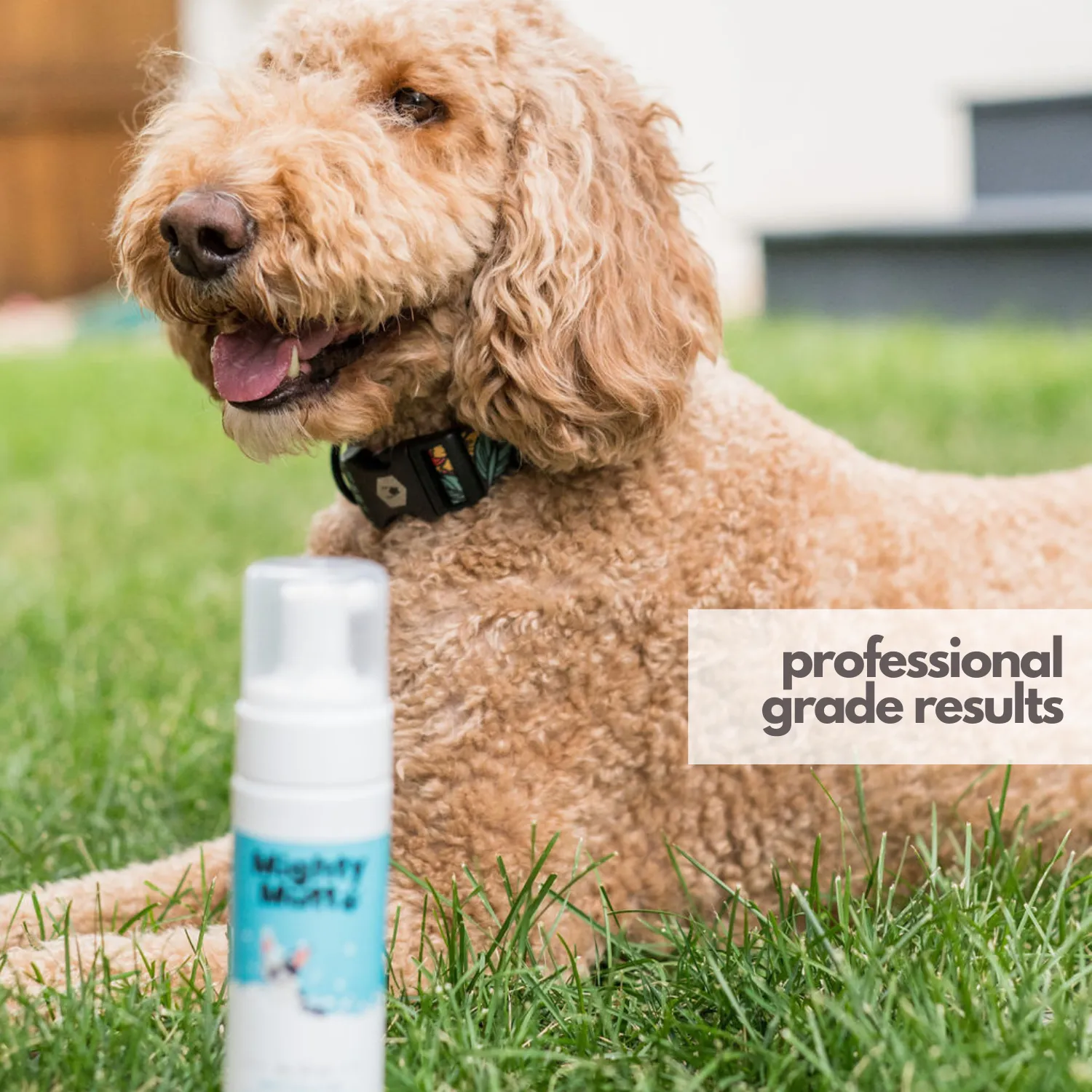 Mighty Mutt Waterless Foam Dog Shampoo - Anti-Itch, Deodorizing, Hypoallergenic - 8oz