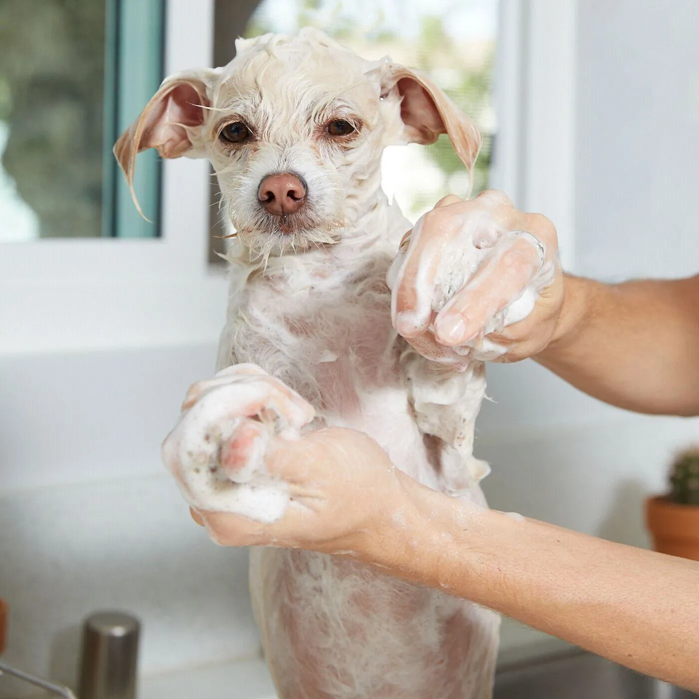 Natural Oatmeal Shampoo - Gallon