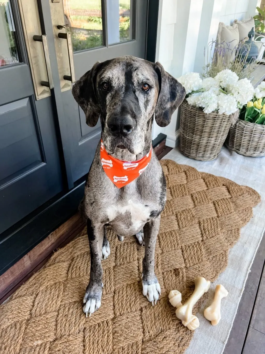 Nylabone Big Chews for Big Dogs