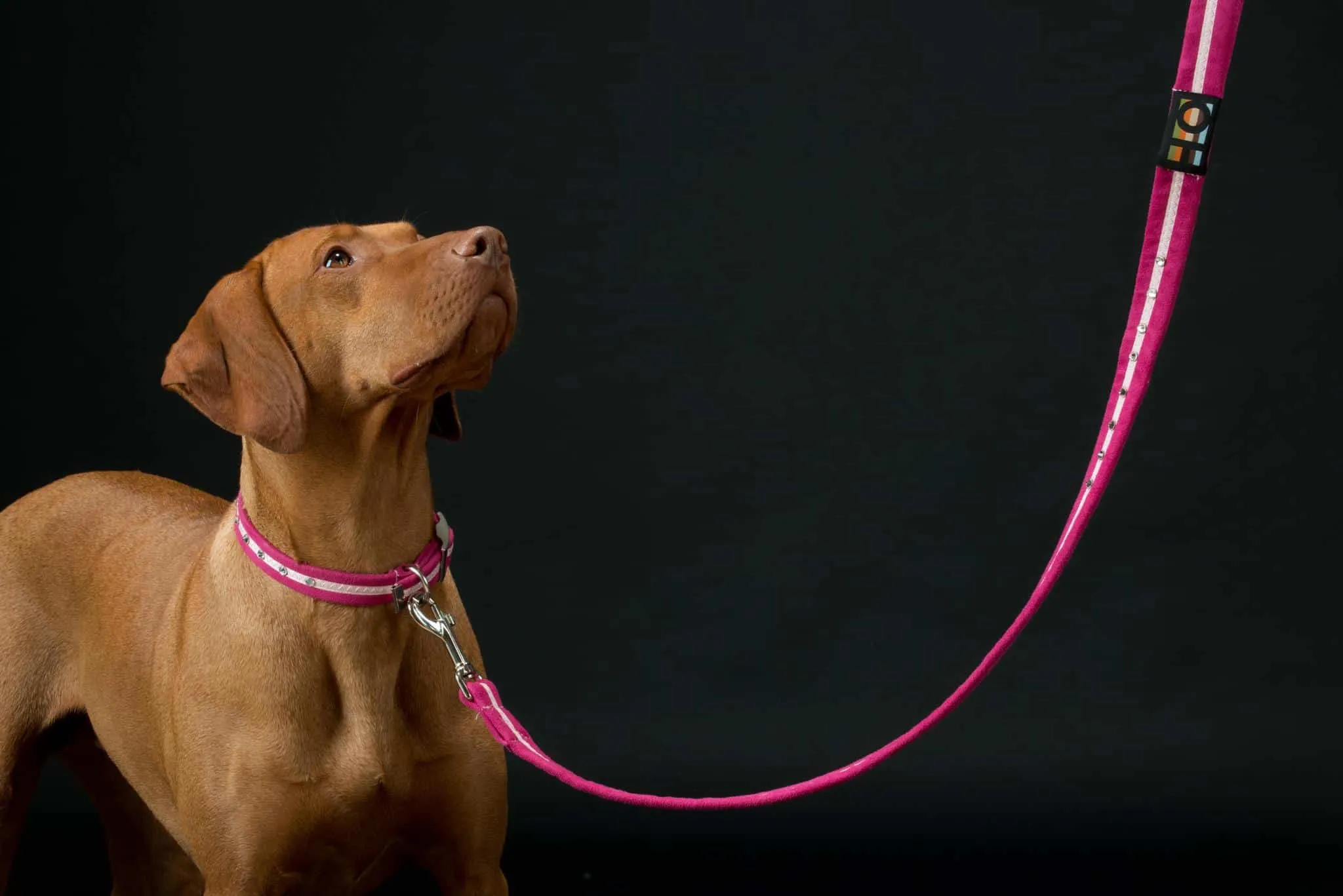 Pink Oscar and Hooch Dog Collar
