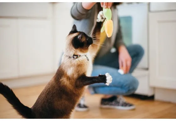 P.L.A.Y - Feline Frenzy Purrfect Picnic Toy