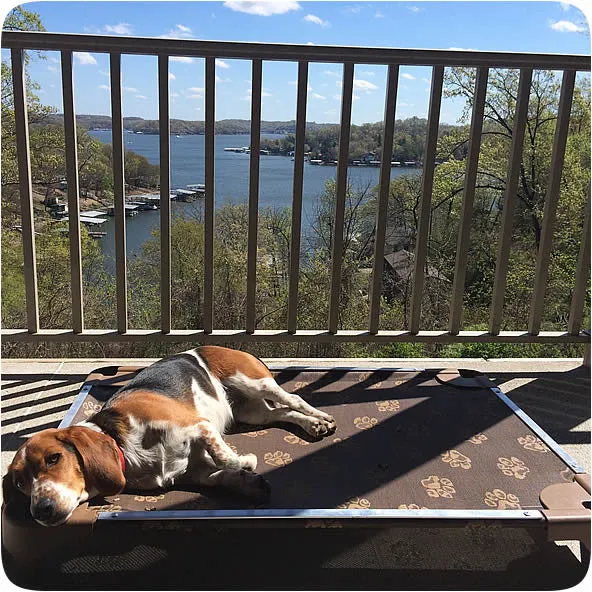 Raised dog beds - The Original Petcot
