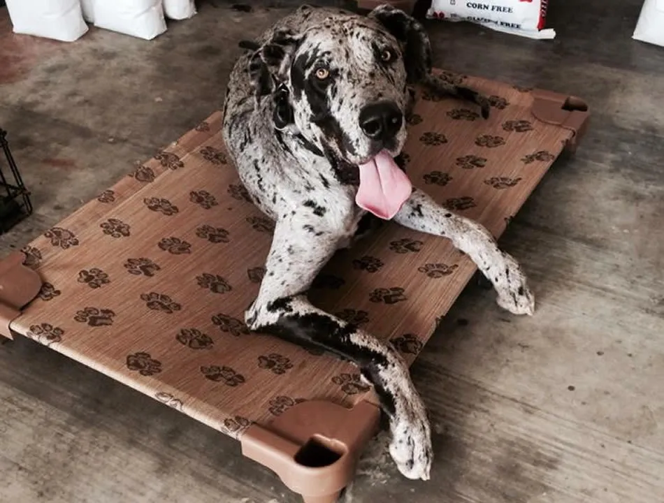 Raised dog beds - The Original Petcot