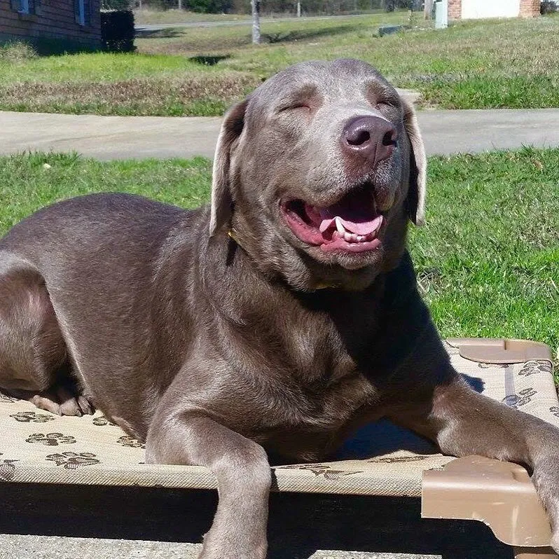 Raised dog beds - The Original Petcot