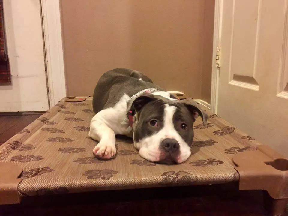 Raised dog beds - The Original Petcot