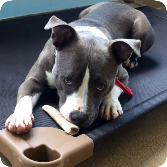 Raised dog beds - The Original Petcot