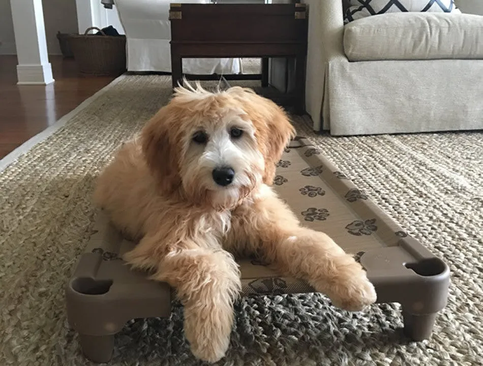 Raised dog beds - The Original Petcot