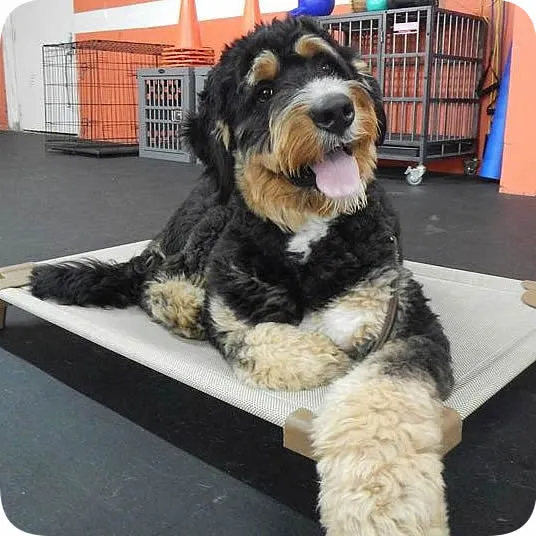 Raised dog beds - The Original Petcot