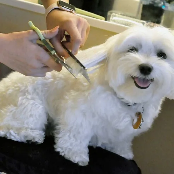 Safari Dog Grooming Combs for Medium and Fine Coats
